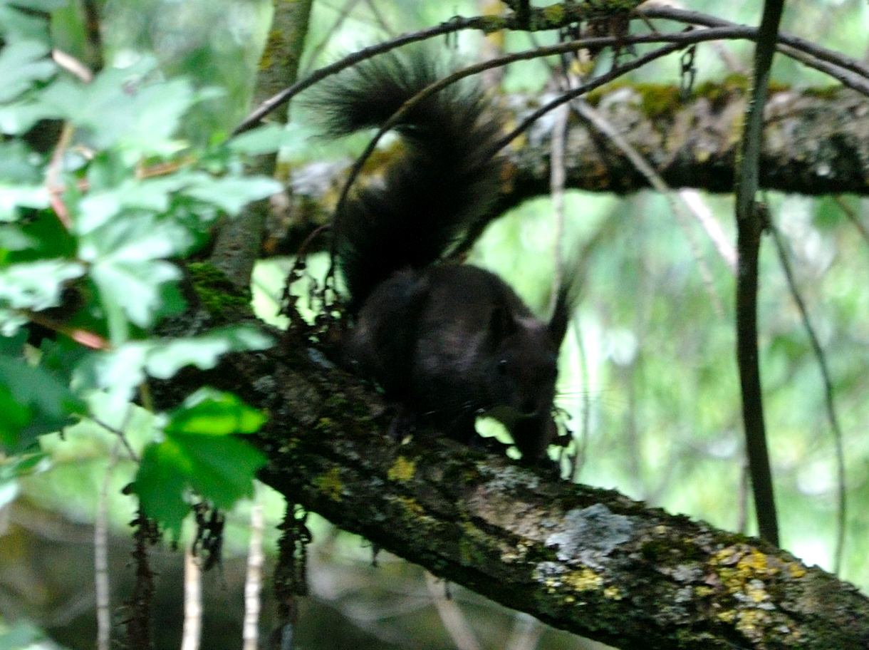 Scoiattolo, Sciurus vulgaris - Carsoli (AQ)